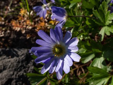 Papatya benzeri çiçeğe yakın plan Balkan şakayığı, Yunan rüzgâr çiçeği veya kış rüzgârçiçeği (Anemone blanda veya Anemonoides blanda) baharın başlarında bahçede parlak güneş ışığı altında çiçek açıyor