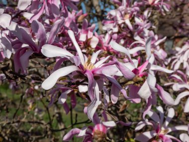 Çiçek açan yıldız manolyasının pembe yıldız şeklindeki çiçeklerine yakın çekim - Magnolia stellata cultivar 'Rosea' nın parlak güneş ışığı altında ilkbaharın başında