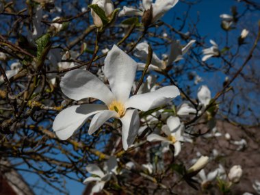 Mokyeon veya Kobus Magnolia (Magnolia kobus DC) çiçeğinin tek bir beyaz çiçeğinin yakın çekimi. - Var. Borealis) Parkta büyüyen parlak güneş ışığı ilkbaharın başında