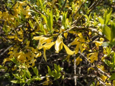 Yaprak döken makro Paskalya Ağacı 'nı (Forsythia)' Altın gel-git 'ile süslenmiş açık sarı çiçekler ile bahar başında parlak güneş ışığı altında