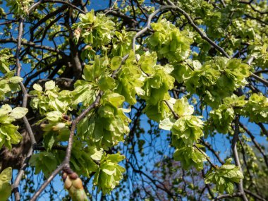 Baharın başlarında yeşil yapraklar arasında dallara samara (samarae) ya da İskoç karaağacı (Ulmus glabra) yakın çekim