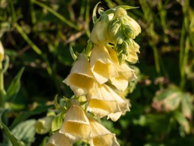 Sarı yüksükotu, büyük çiçekli yüksükotu veya büyük sarı yüksükotu (Digitalis grandiflora Mill). Soluk sarı çan şeklindeki çiçeklerle doludur, ki bu çiçekler yazın gövdesine boşalır.