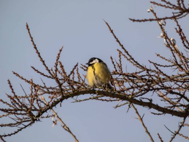 Fluffy Great tit (Parus major) sitting on a branch without leaves in bright sunlight with sky in background. Portrait and plumage of the bird in a tree