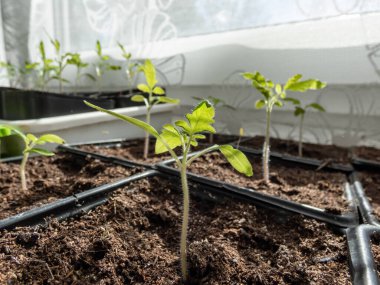 Pencere kenarındaki plastik saksılarda yetişen küçük domates fideleri ve arka planda beyaz perdeler. Kapalı alanda bahçıvanlık ve fidanlar.