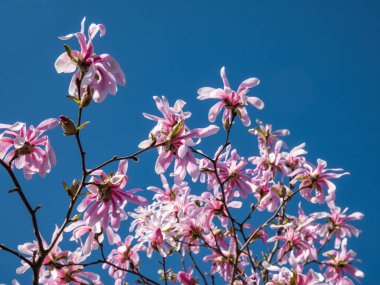 Çiçek açan yıldız manolyasının pembe yıldız şeklindeki çiçeklerine yakın çekim - Magnolia stellata cultivar 'Rosea' nın parlak güneş ışığı altında arka planda mavi gökyüzü