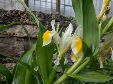 Iris magnifica x bucharica 'nın yakın çekimi' Sunny Side yukarı 'çiçekli saf beyaz çiçekler ile güçlü bir zıt limon sarısı yama ile baharda bıçak üzerinde