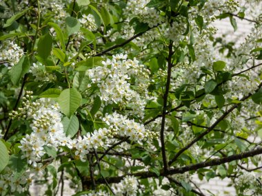 Kuş kirazı, böğürtlen, böğürtlen ya da mayday ağacı (Prunus padus) gibi beyaz çiçeklerin tam çiçeklenme anında yakın plan görüntüsü. Baharda sarkık uzun kümelerde (ırklar) beyaz çiçekler