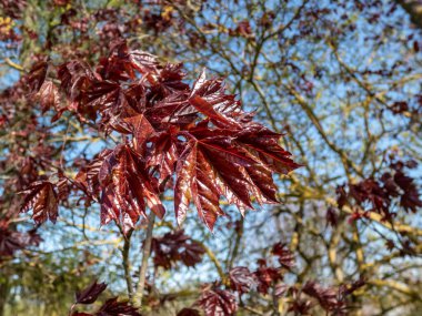 Baharda bir parkta yetişen ödüllü Norveç Akçaağaç 'ın (Acer platanoides) koyu mor kıpkırmızı yapraklarının yakın çekimi.