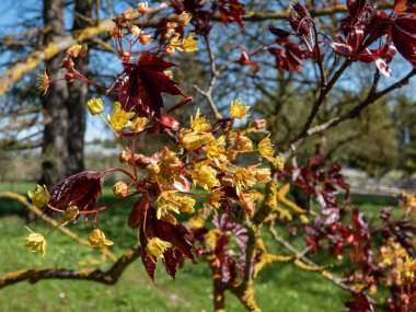 Baharda bir parkta yetişen koyu mor-kırmızı yapraklar ve ödüllü Norveç akçaağacı (Acer platanoides) 'Kızıl Kral' ın kırmızımsı-turuncu çiçekleri.