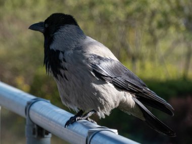 Kapüşonlu karganın (Corvus cornix), bulanık yeşil arka planlı metal bir tüpte otururken güzel yakın plan fotoğrafı.