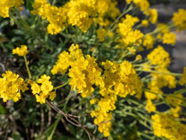 Altın sepeti, altın alçıtaşı ya da altın tozu (Aurinia saxatilis ya da Alyssum saksafonu), baharda bahçede küçük sarı çiçeklerle çiçek açarken yakın plan çekimi