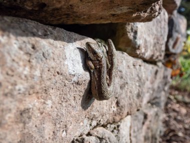 Viviparous kertenkelesinin (Zootoca vivivipara) bahçedeki dikey kaya duvarında güneş banyosu yaparken yakın plan fotoğrafı.