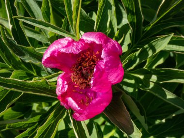 Cüce şakayık (peeonia) çiçeğinin Macro shot 'ı. Parlak morumsu kırmızı taç yaprakları baharın ortasında ortaya çıkar ve sarı bir erik demetinin etrafını sarar.