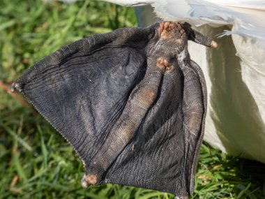 Yetişkin dilsiz kuğunun (cygnus olor) büyük perdeli ayaklarının parlak akşam güneşinin altında koyu arkaplanda yakın plan çekimi.