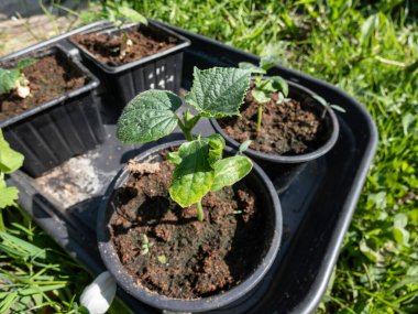 Küçük, yeşil salatalık bitkileri (salatalık satisi) ve siyah plastik kaplarda toprakta yetişen ilk yeşil yapraklar ev bahçesindeki sebze yatağına ekilmek üzere plastik kutuda toplandı.