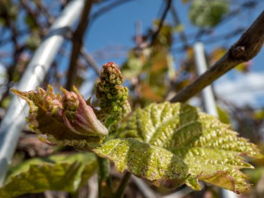 Küçük çiçek tomurcuklarının yakın plan çekimi, asma yaprakları ve pembe ve yeşil üzüm filizleri ilkbaharda uykudaki üzüm dallarından büyümeye başlar.