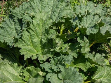 Bahçede yetişen ravent bitkisinin yakın plan çekimi yenilebilir saplar ve parlak güneş ışığında bahçede yeşil yapraklar.