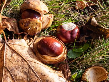 Taze at kestanesi (Aesculus hippocastanum) yakın çekim. Sonbahar arka planında olgun kahverengi at kestaneleri ve tepesinde dikenli deniz kabuğu var.