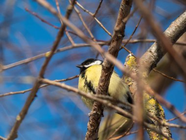 Fluffy Great tit (Parus major) sitting on a branch without leaves in bright sunlight with blue sky in background. Portrait and plumage of the bird in a tree