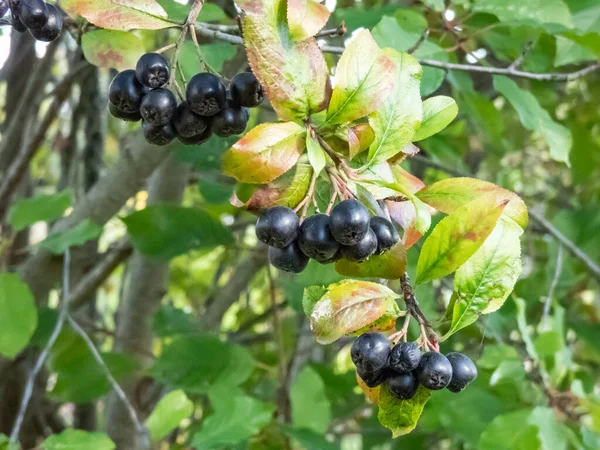 Big Ripe Aronia Chokeberries Berries Growing Maturing Clusters Shrub Branches — стоковое фото