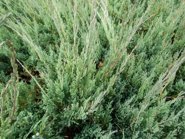 Örökzöld Talajtakaró Kúszó Boróka Juniperus Horizontalis Alpina Szürke Zöld Léptékű — Stock Fotó