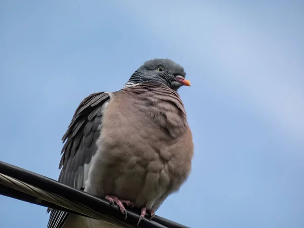일반적 비둘기 비둘기 Columba Palumbus 날개에 배경에 케이블에 — 스톡 사진