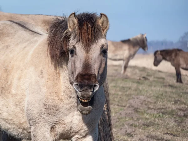 Close Cavalos Poloneses Semi Selvagens Konik Com Pele Inverno Prado — Fotografia de Stock