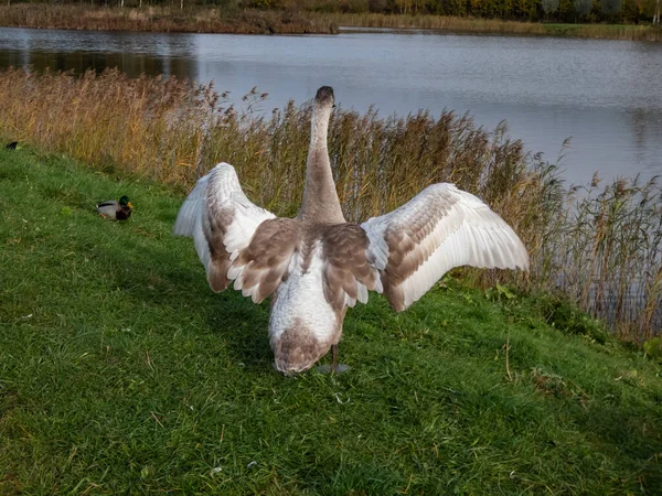Hermoso Cisne Mudo Joven Cigüeña Cygnus Olor Con Plumas Grises —  Fotos de Stock