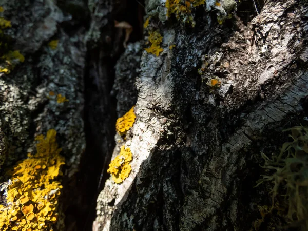 クローズアップは 白樺の木の幹の上にほとんど見えない鮮やかな黒と白の色を持つゼブラジャンピングクモ Salticusシナリオ を撮影しました — ストック写真