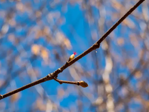 明るい日差しの中でヘーゼルナッツの木の黄色のCatkinsの横にある枝の先端に小さな ピンクとマゼンタの女性の芽と花のマクロショット 早春に咲くヘーゼルナッツ — ストック写真