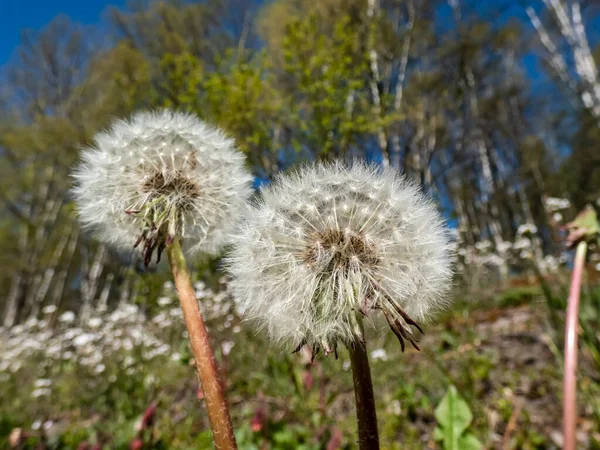 Macro Shot Dandelion Flower Heads Seeds Pappus Meadow Forest Blue — Stock Photo, Image