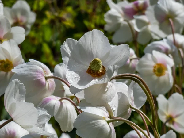Cup-shaped, pure white flower of snowdrop anemone or snowdrop windflower (Anemone sylvestris) plant with golden stamens in late spring or early summer in bright sunlight
