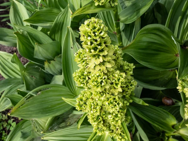Veratrum Lobelianum Florece Con Flores Verdes Amarillas Pálidas Una Rocalla —  Fotos de Stock