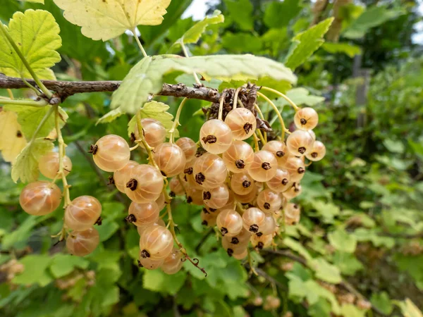 Perfect Ripe White Currants Ribes Rubrum Growing Single Branch Green — Stok Foto