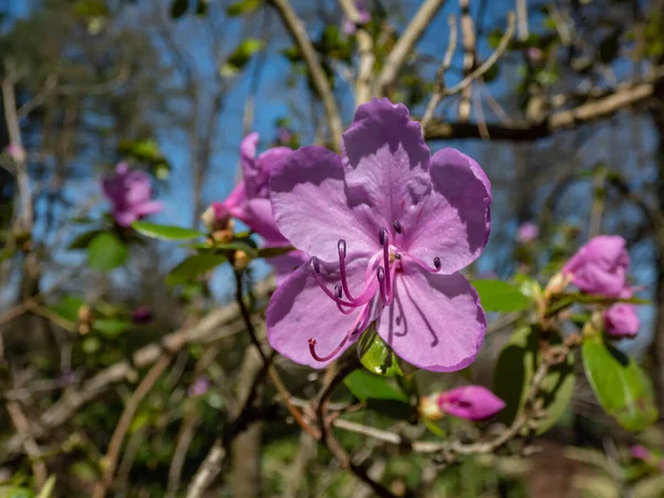 Colpo Ravvicinato Fiori Viola Rosa Del Rododendro Dahuriano Dauriano Rhododendron — Foto Stock