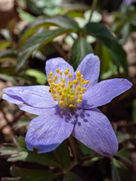 Közelkép Anemone Nemorosa Allenii Nagy Levendula Kék Virág Hét Szirmok — Stock Fotó