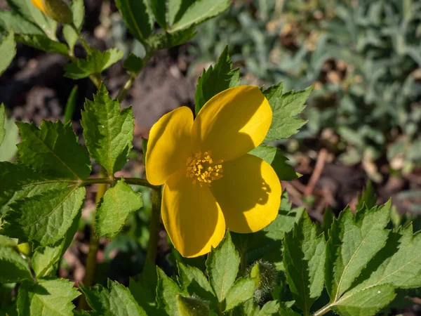 春の終わりから夏に ケシのような深い黄色の花を持つ森ケシ Hylomecon Japonica のクローズアップショット — ストック写真
