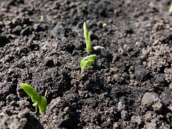 春に明るい日差しの中で野菜の庭の土壌で成長している小さな甘い緑のエンドウ豆 芽または苗のクローズアップショット — ストック写真