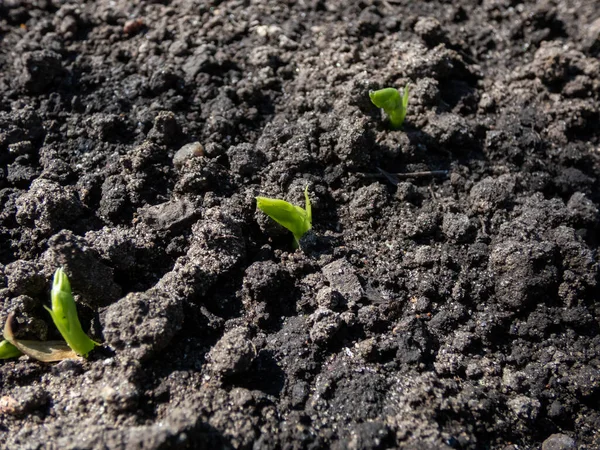 Gros Plan Petit Pois Vert Pisum Plantules Poussant Dans Sol — Photo