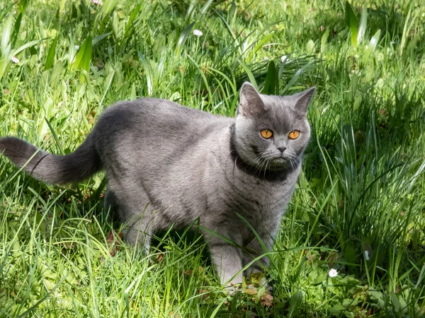 British Shorthair Distinctively Stocky Body Thick Solid Grey Blue Coat — Stock Photo, Image