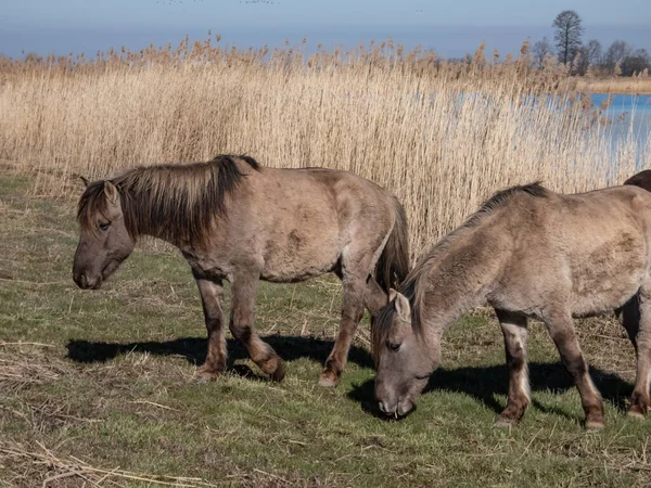 Grupo Cavalos Poloneses Semi Selvagens Cinzentos Pretos Konik Comendo Grama — Fotografia de Stock