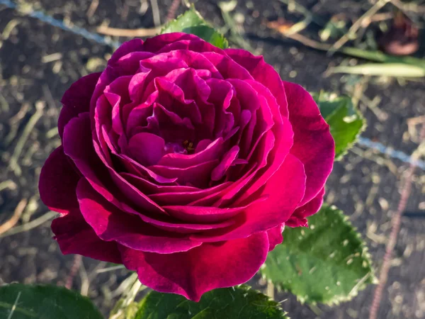 Piękna Unikalna Odmiana Fioletowej Róży Purple Eden Kwiaty Fioletowe Głębokie — Zdjęcie stockowe
