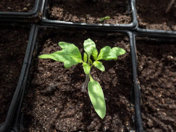 Macro Shot Plántulas Plantas Tomate Pequeñas Que Crecen Macetas Plástico — Foto de Stock