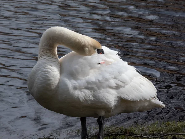 Close Cisne Mudo Adulto Cygnus Olor Limpeza Penas Perto Lago — Fotografia de Stock