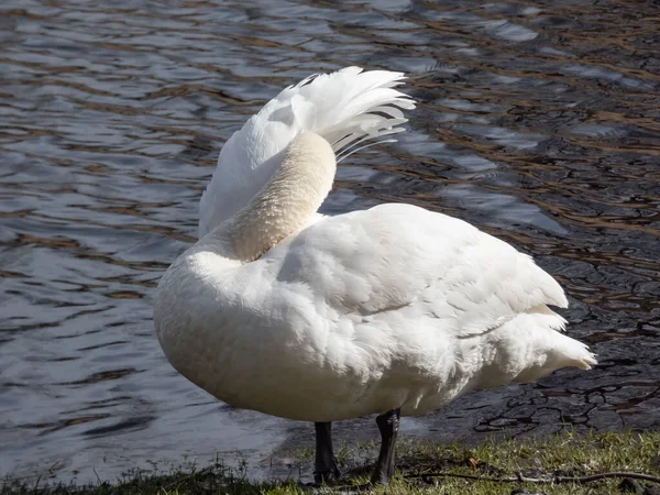 Close Cisne Mudo Adulto Cygnus Olor Limpeza Penas Perto Lago — Fotografia de Stock