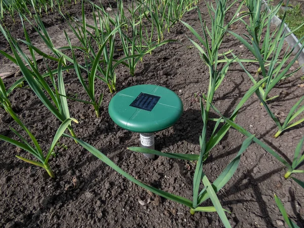 stock image Ultrasonic, solar-powered mole repellent or repeller device in the soil in a vegetable bed among small onion plants in the garden. Device with beeping to keep out pests