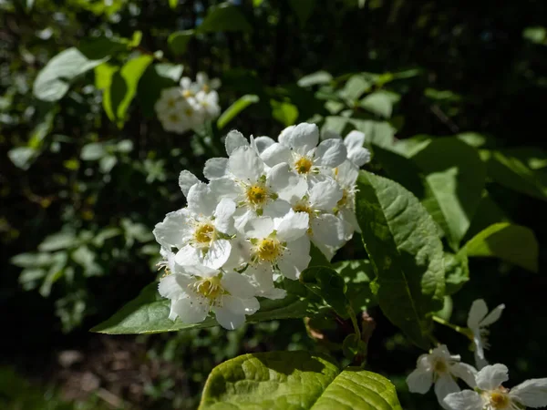 Close Van Witte Bloemen Van Vogelkers Hackberry Bosbes Meiboom Prunus — Stockfoto
