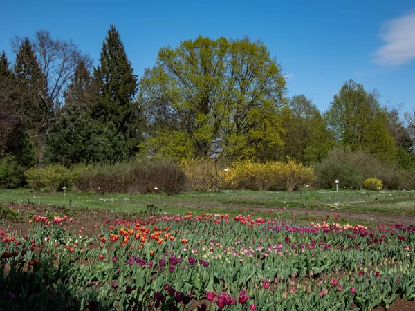 Landscape view of big flower bed of tulips (tulipa) in red, orange, yellow, pink and white colours with big trees  in background in early spring