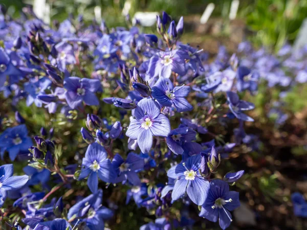 アルメニアスピードウェル ヴェロニカ アルメナ の小さな 繊細な青の花のマクロ早春の花壇に緑の葉の間の開花 — ストック写真