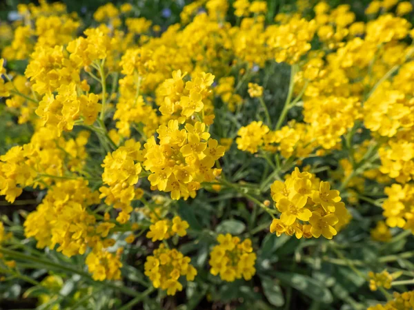 광주리 알리스 금가루 Aurinia Saxatilis Alyssum Saxexponent 사진은 정원에 노란색 — 스톡 사진